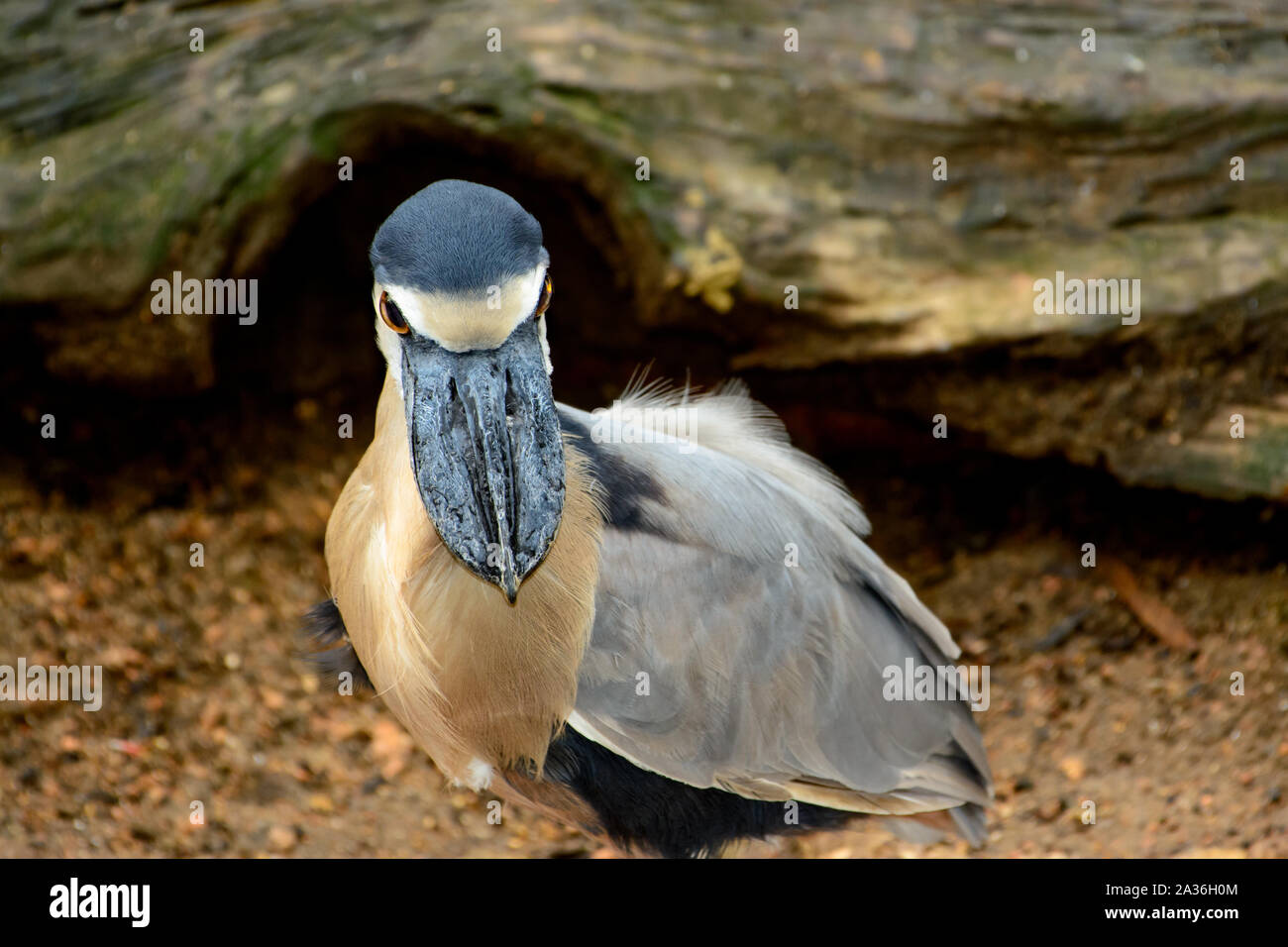 boat-billed heron (Cochlearius cochlearius) looking straight forward Stock Photo