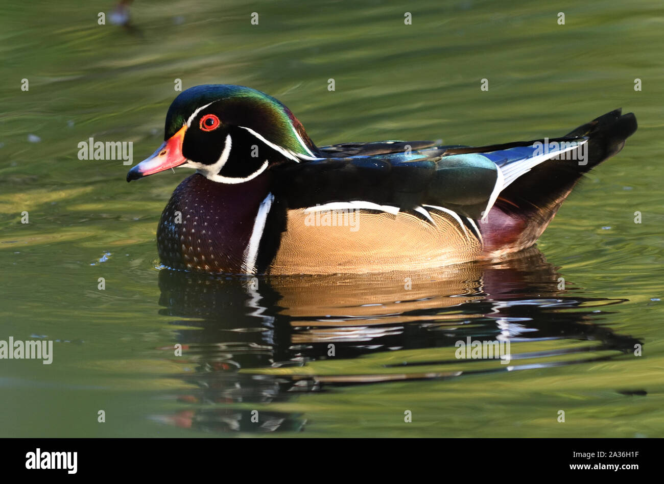A male wood duck or Carolina duck (Aix sponsa) on a wooded pool in Stanley Park. Lost Lagoon, Stanley Park, Vancouver, British Columbia, Canada. Stock Photo
