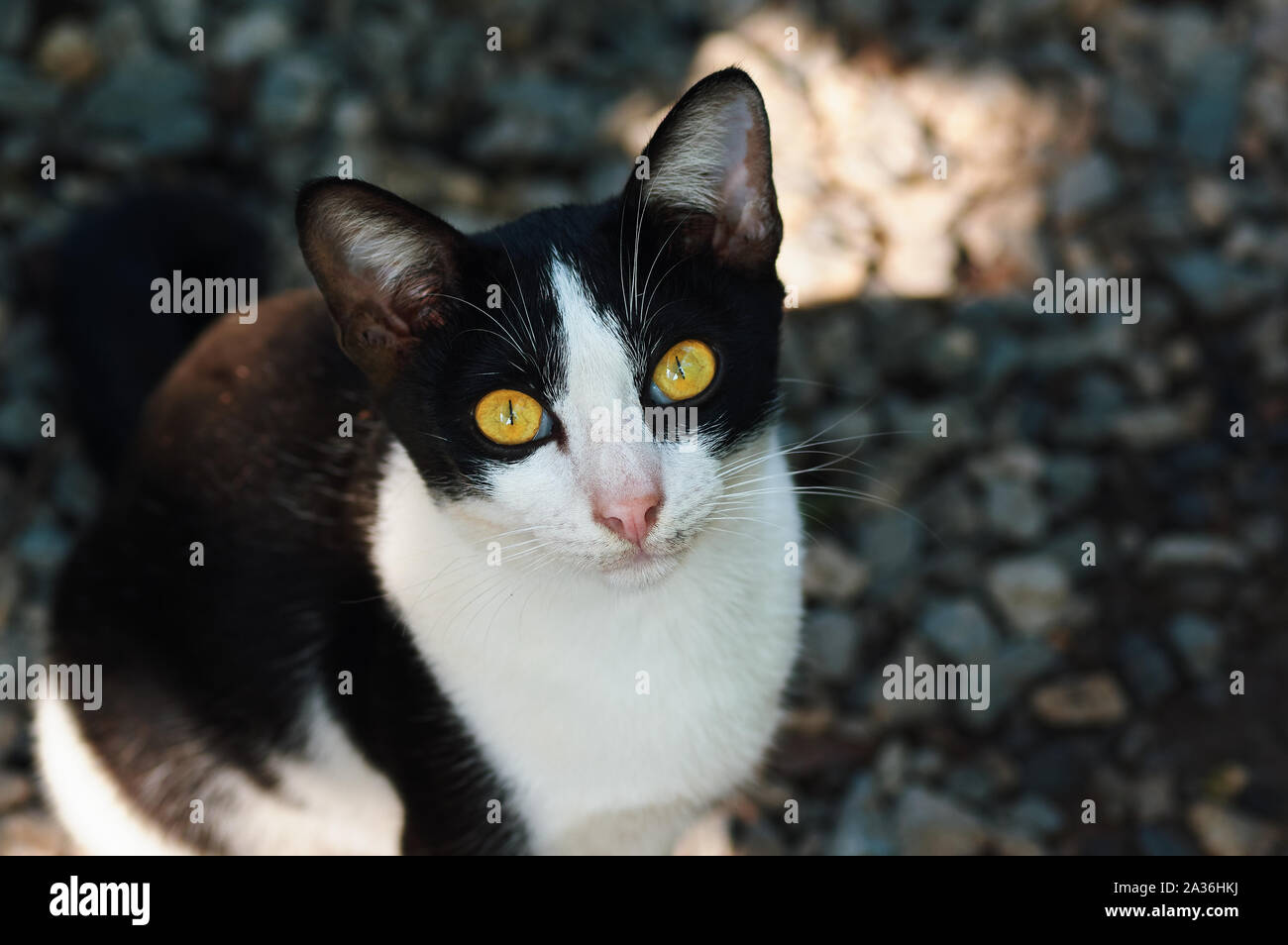 Cat Green Eyes Stock Photos Cat Green Eyes Stock Images Page