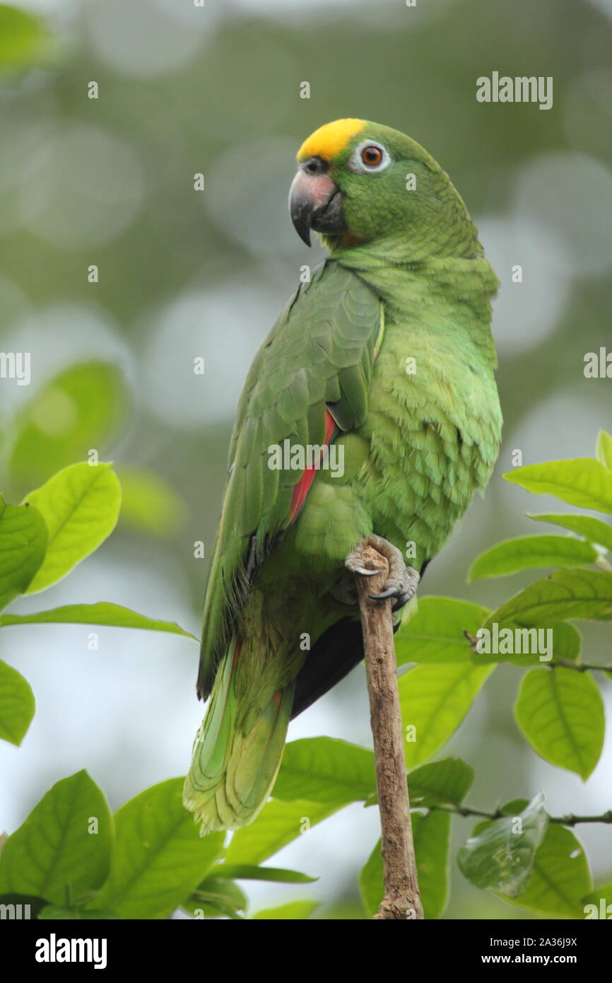 The yellow-crowned amazon or yellow-crowned parrot (Amazona ochrocephala) is a species of parrot native to tropical South America and Panama. Stock Photo