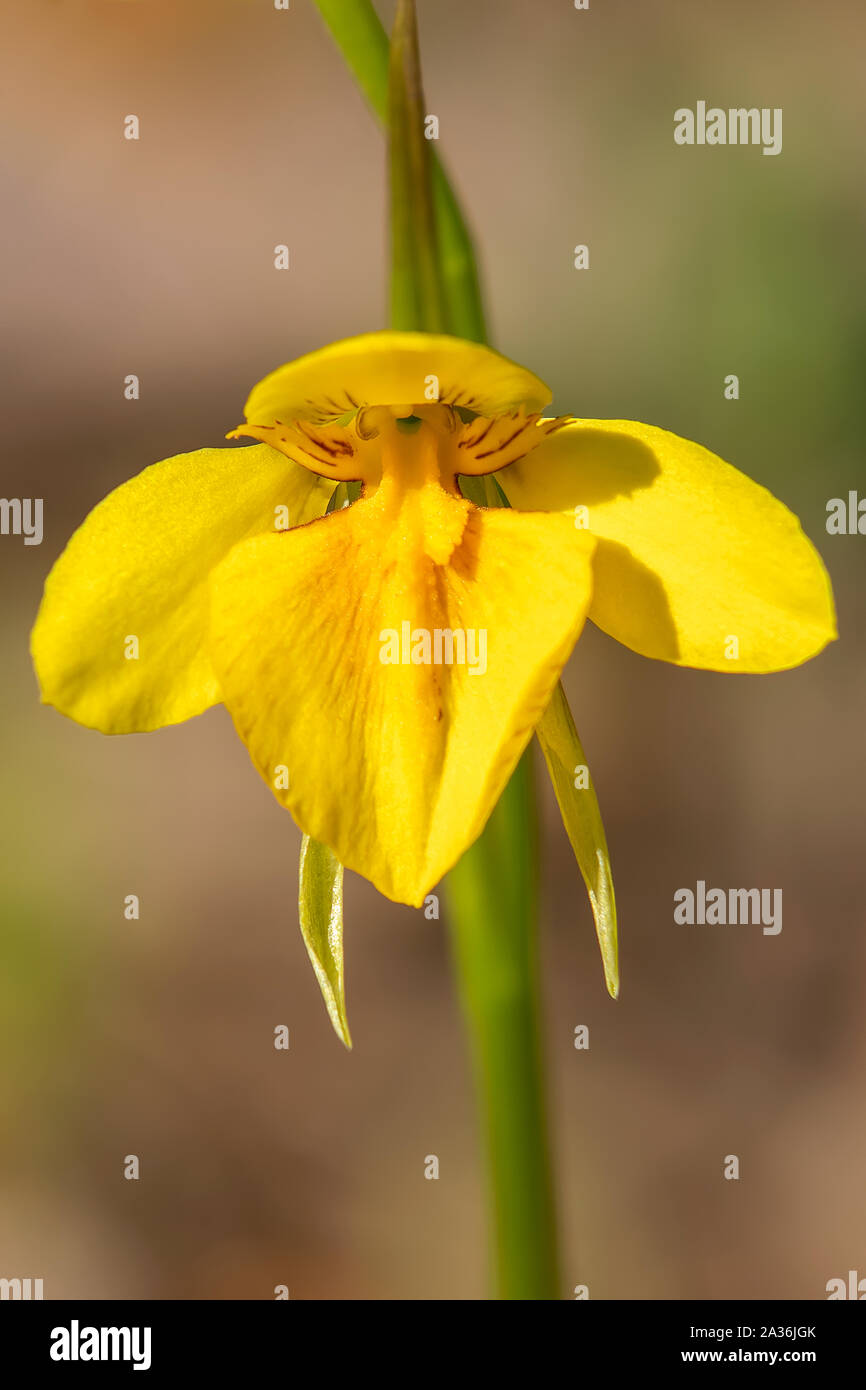 Diuris chryseopsis, Golden Moth Orchid Stock Photo