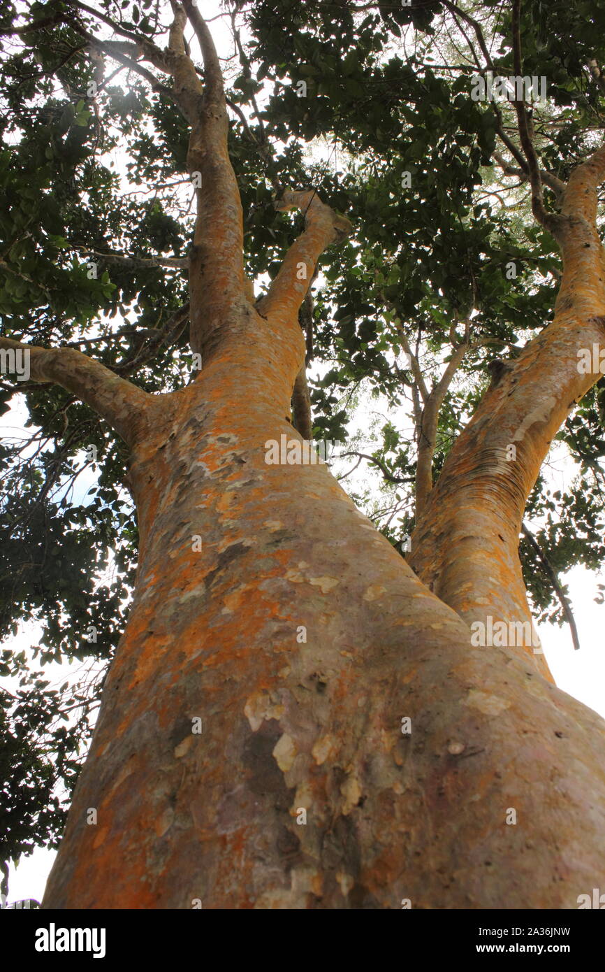 Majestic texture view of Myrtaceae tree, El Avila National Park, Caracas, Venezuela Stock Photo