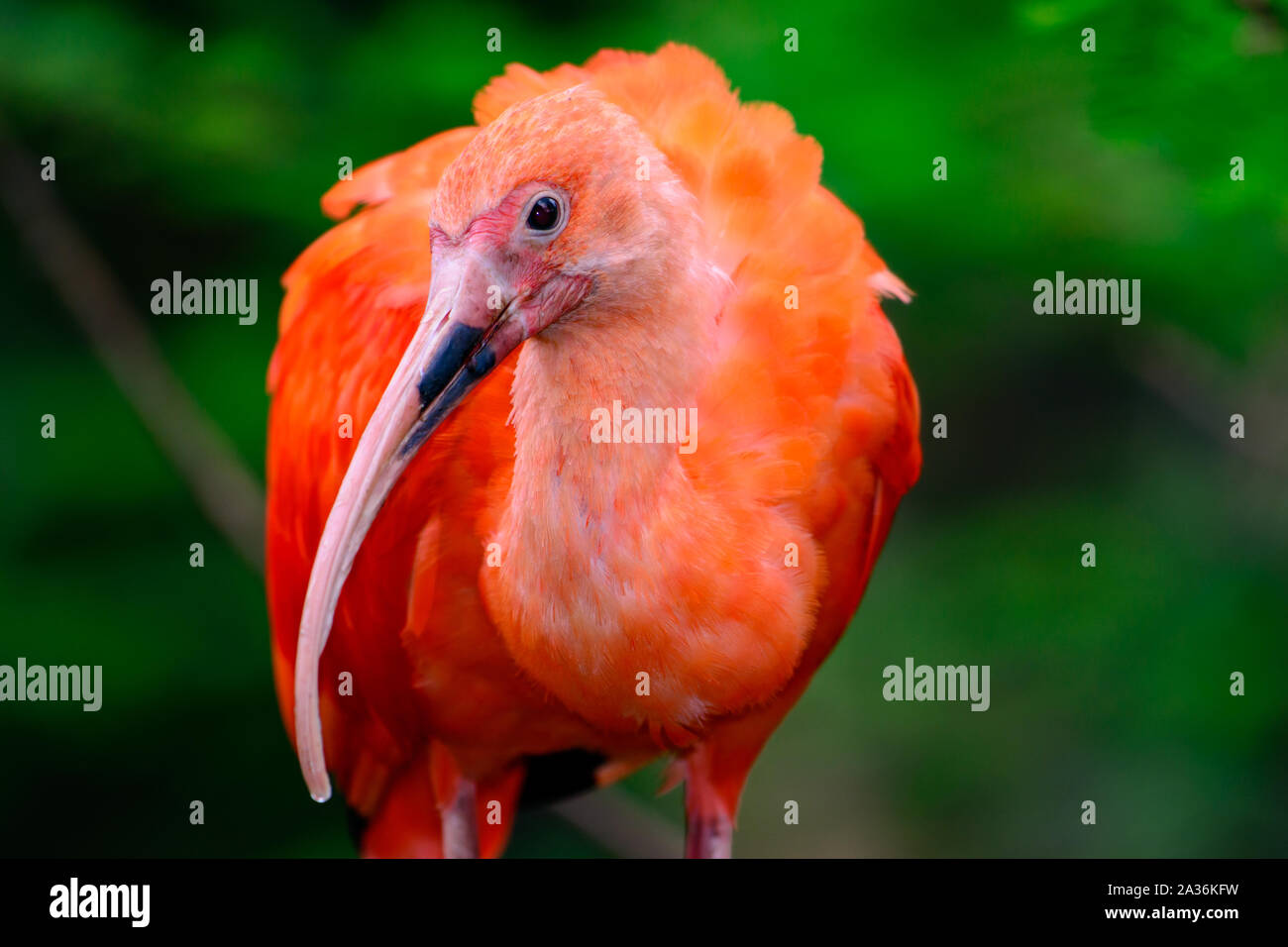 Scarlet ibis in flight hires stock photography and images Alamy