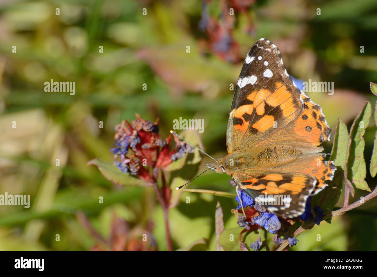 Painted Lady Butterfly or Vanessa cardui on fading autumn blue leadwort flowers or Ceratostigma plumbaginoides Stock Photo