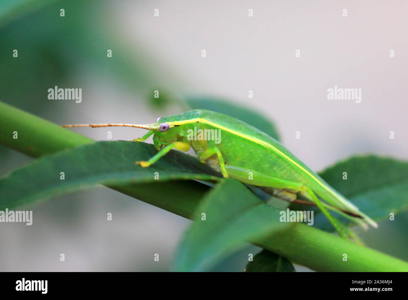 Green Tree Cricket (Truljalia hibinonis) in Japan Stock Photo