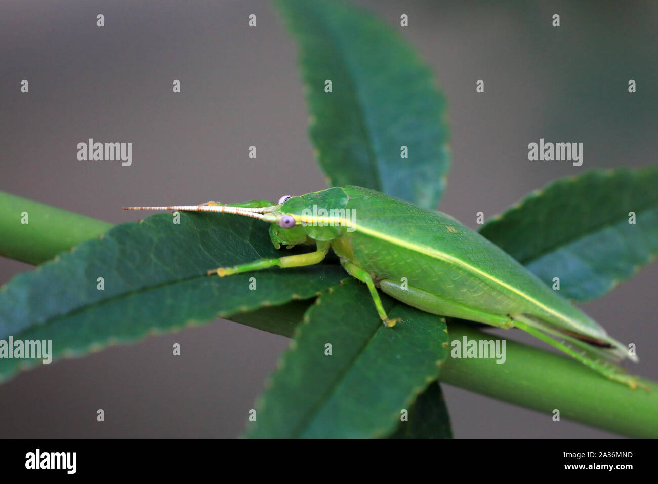 Green Tree Cricket (Truljalia hibinonis) in Japan Stock Photo