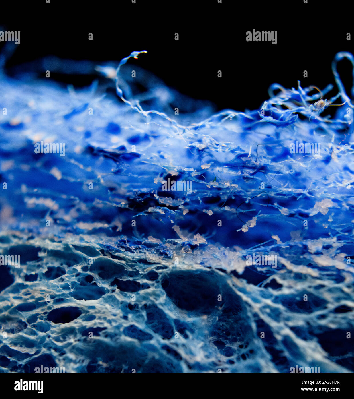 Closeup of Fibrous Textured Blue Scrub Sponge Isolated on Black Background Stock Photo