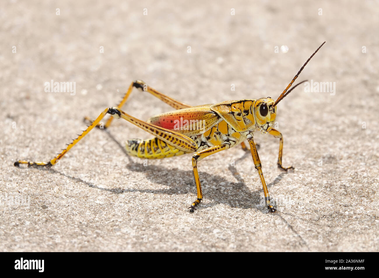 Romalea microptera, commonly known as eastern lubber grasshopper or Florida lubber grasshopper Stock Photo