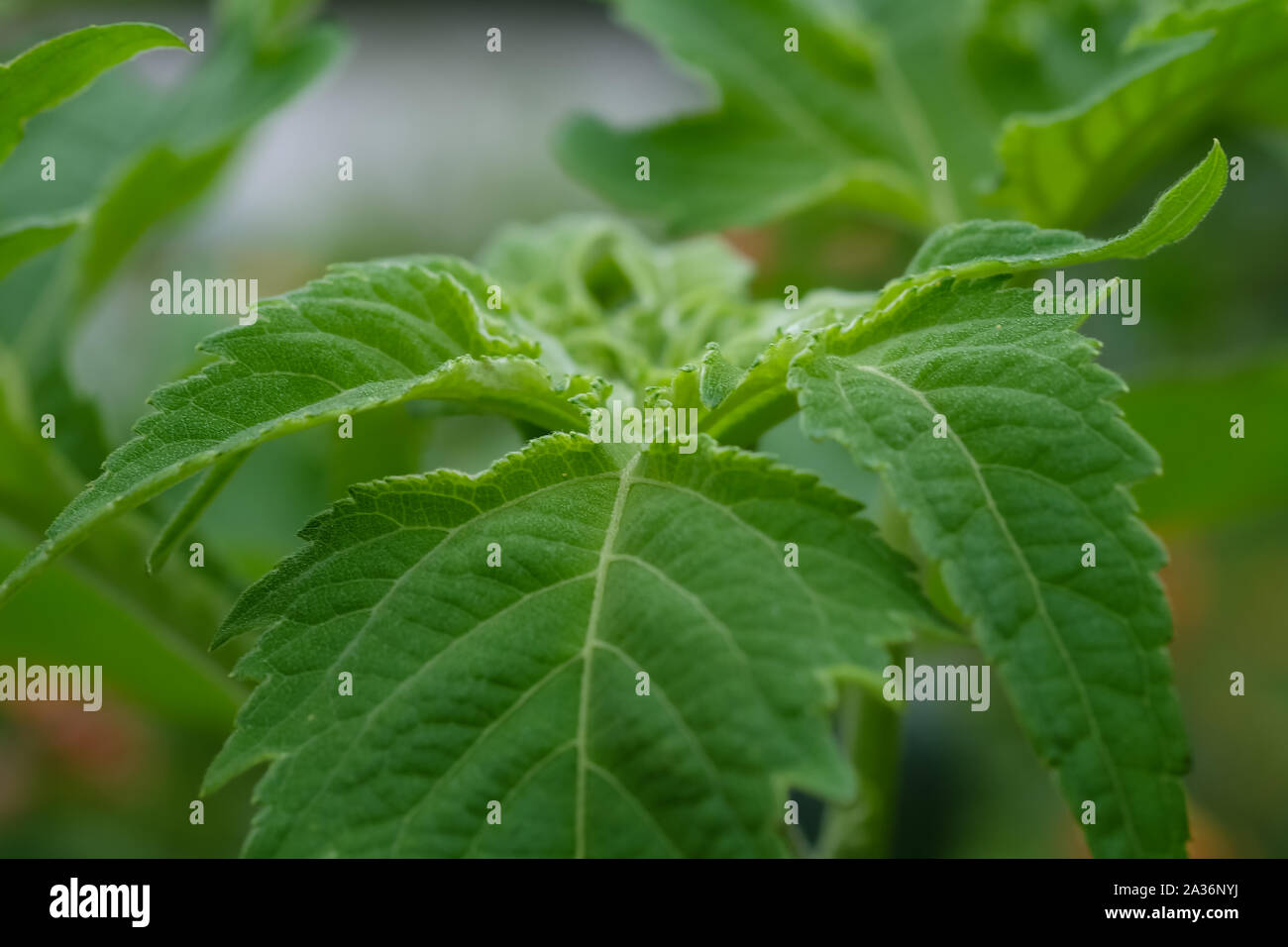 Closeup nature view of green leaf on blurred greenery background. Royalty high quality free stock image of tree, leaf. Stock Photo