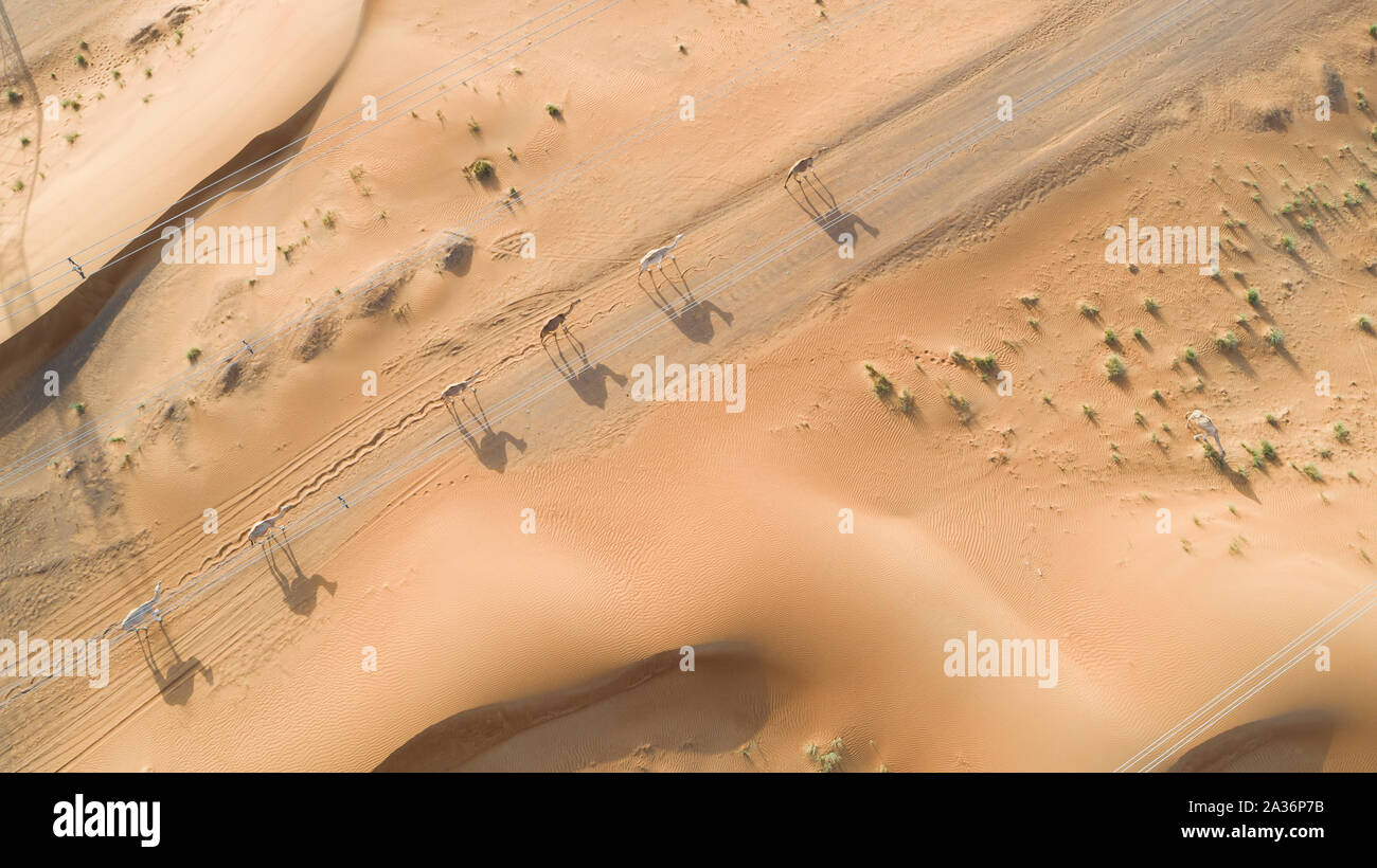 Shadows of camels, Rub' al Khali Desert, united arab emirates, Dubai Stock Photo