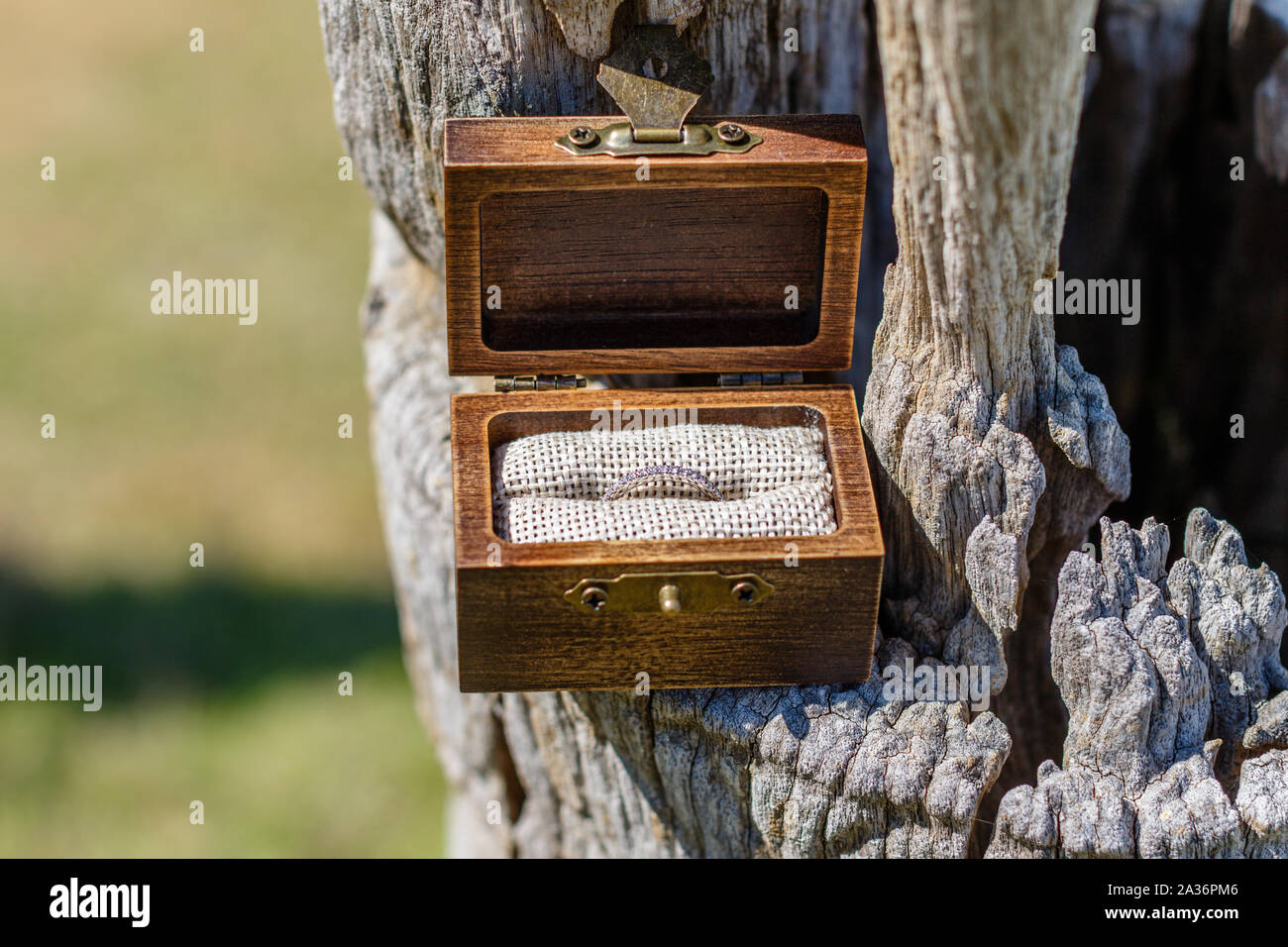 Bride white gold wedding ring with diamonds in dark wood rustic style box standing on an old tree trunk. With space. Stock Photo