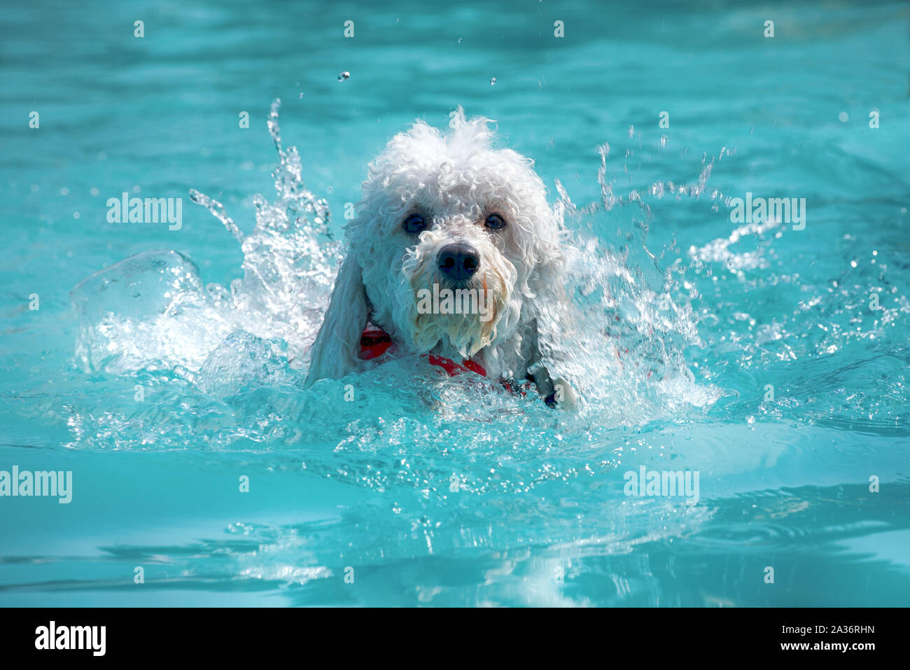 Happy little white poodle swimming in a pool doing the doggy paddle approaching the camera with a splash of water in summer sunshine Stock Photo