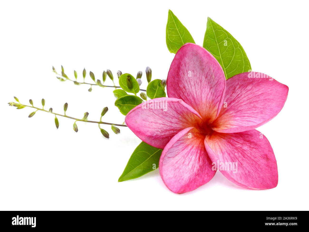 A beautiful Plumeria flower on white background Stock Photo - Alamy