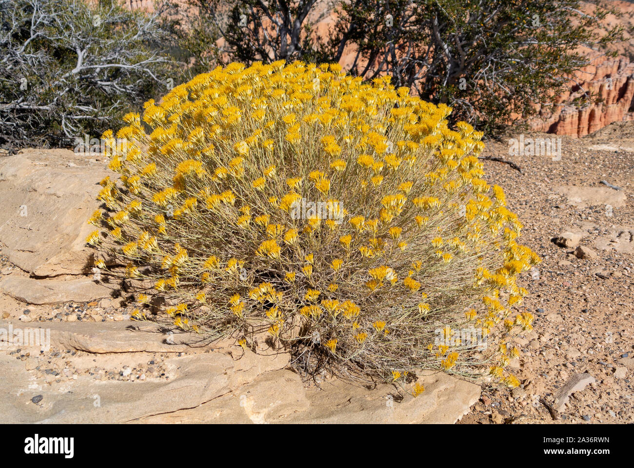 Ericameria nauseosa, Chrysothamnus nauseosus, Chamisa, rubber rabbitbrush, gray rabbitbrush, BRYCE CANYON NATIONAL PARK, Utah, United states of america Stock Photo