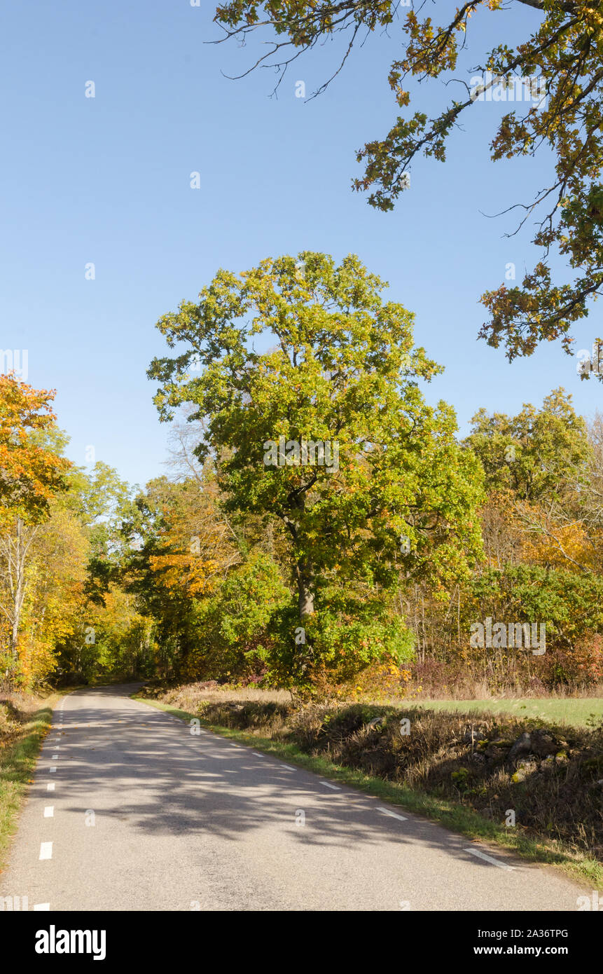 Beautiful day in fall season by a colorful country road Stock Photo