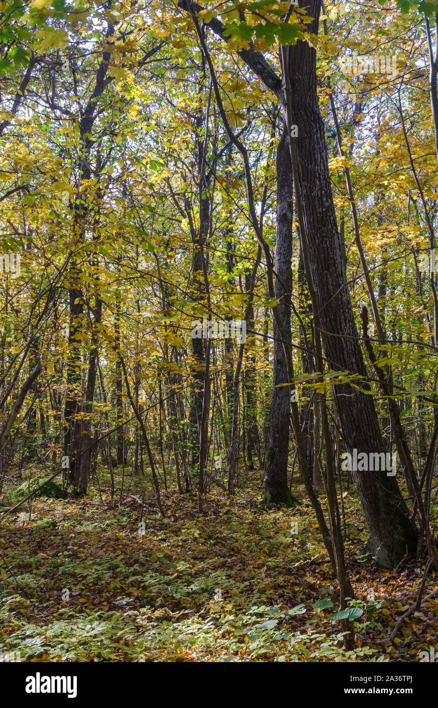 Beautifull colored deciduous forest by fall season Stock Photo