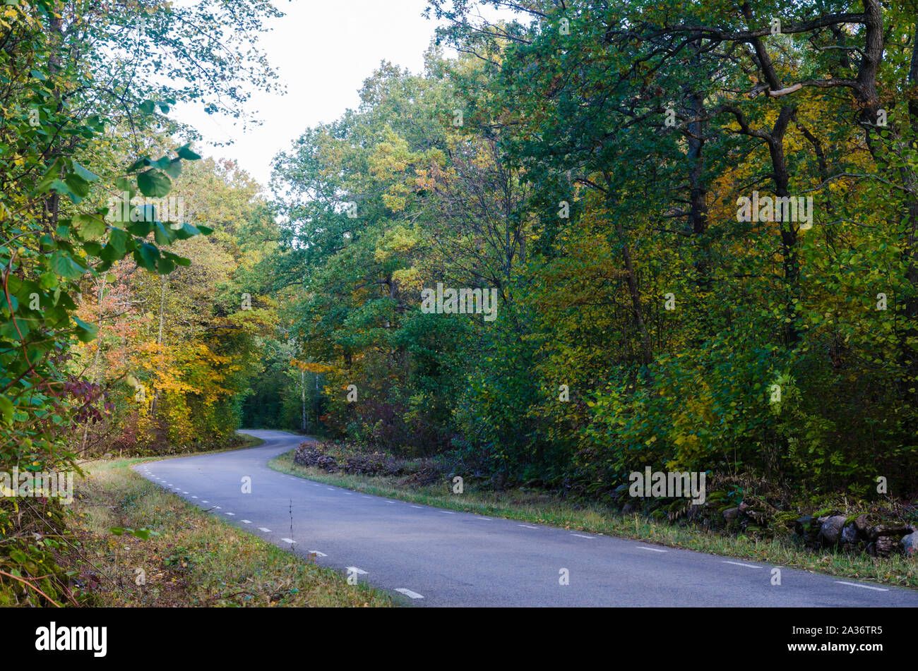 Curved country road through a forest in  fall season colors Stock Photo