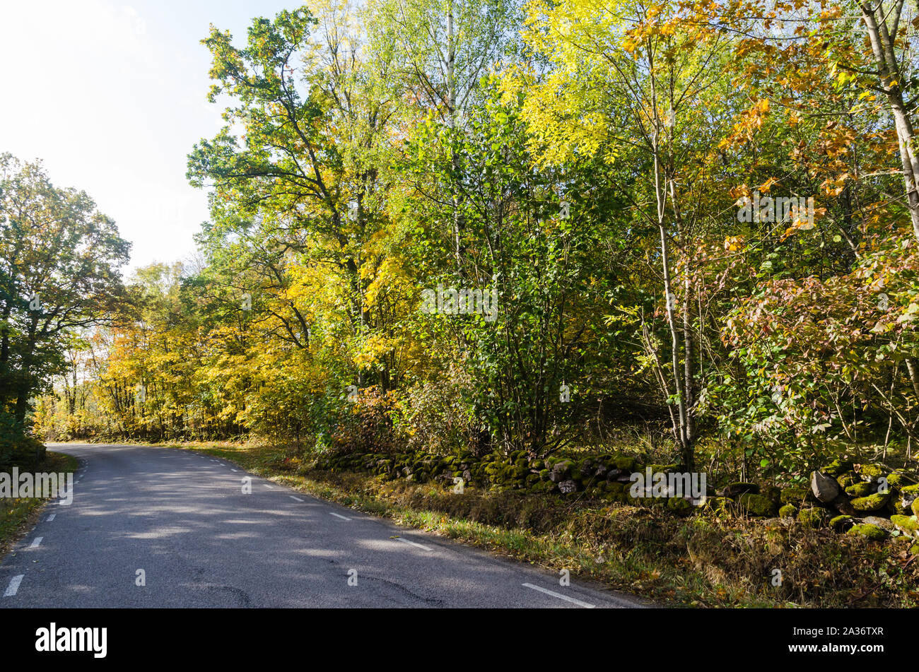 Beautiful sunlit curved country road with trees in fall colors by road side Stock Photo