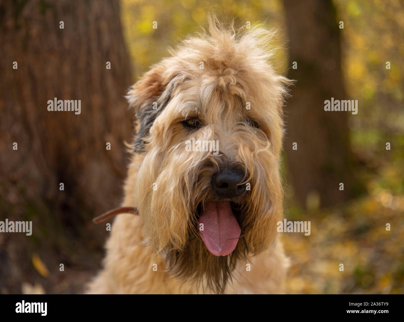 large wheaten terrier