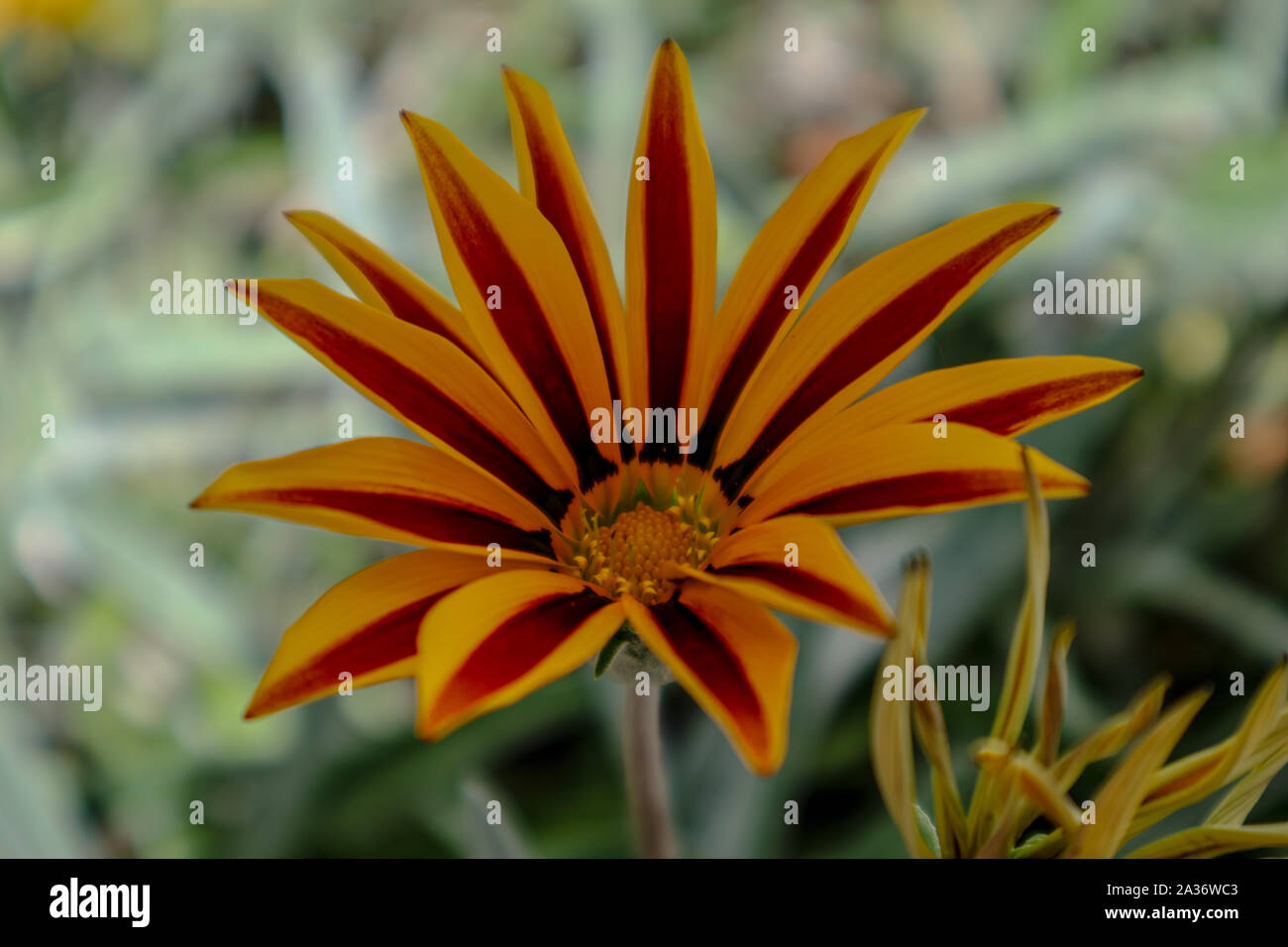 Red striped flower hires stock photography and images Alamy