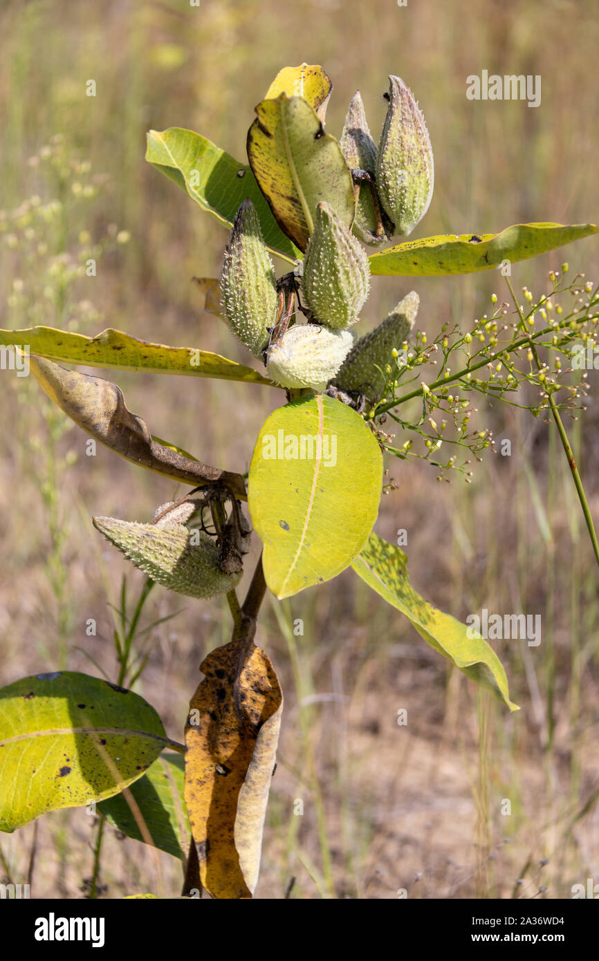Milkweed Plant High Resolution Stock Photography And Images Alamy