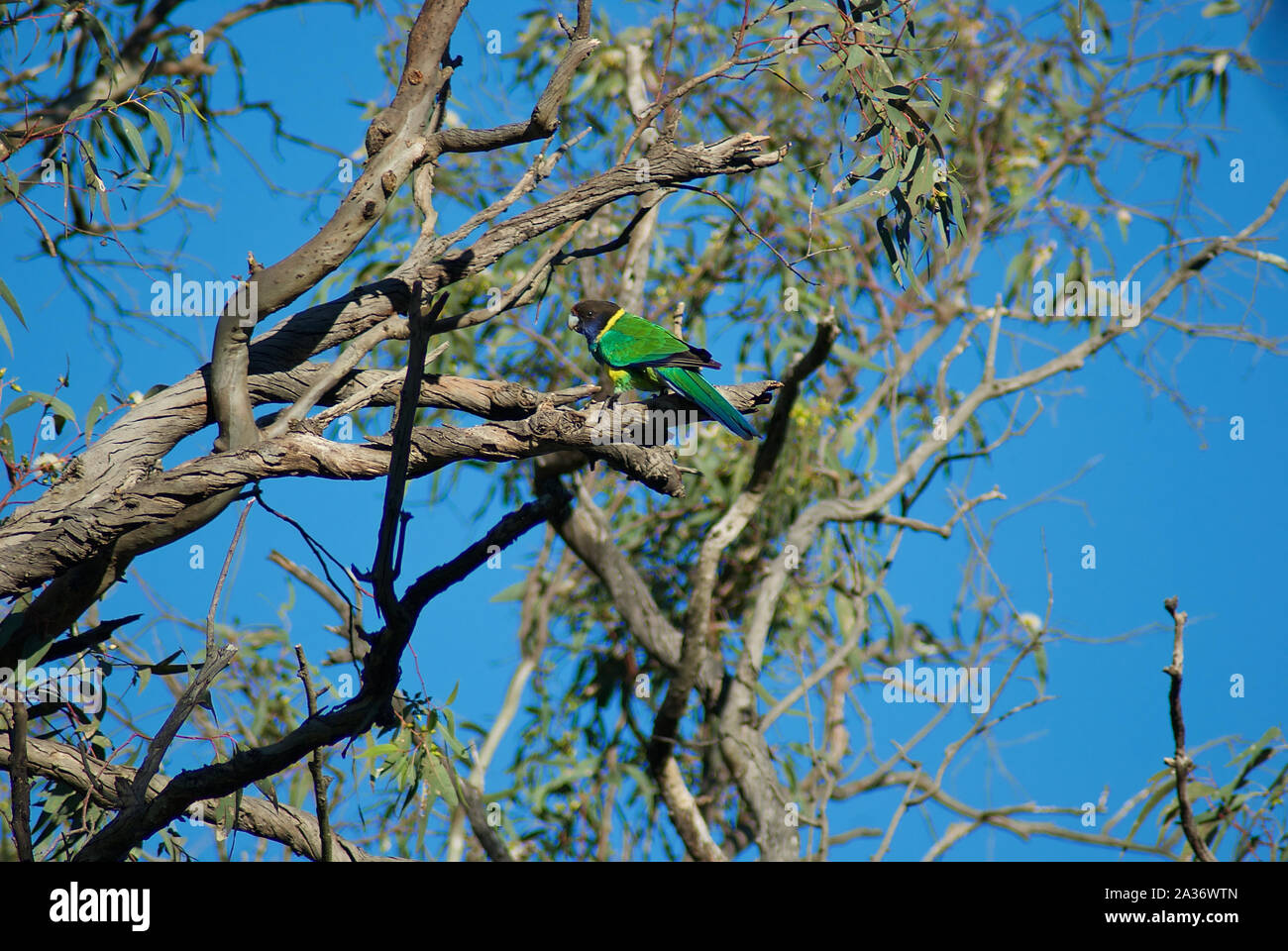 Ring necked parrot in the suburbs Stock Photo