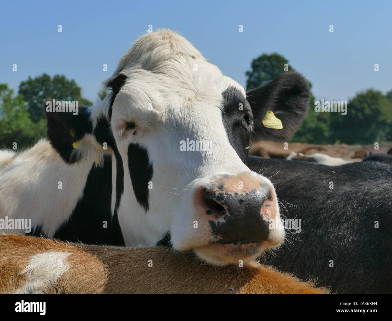 White cow with black ears hi-res stock photography and images - Alamy