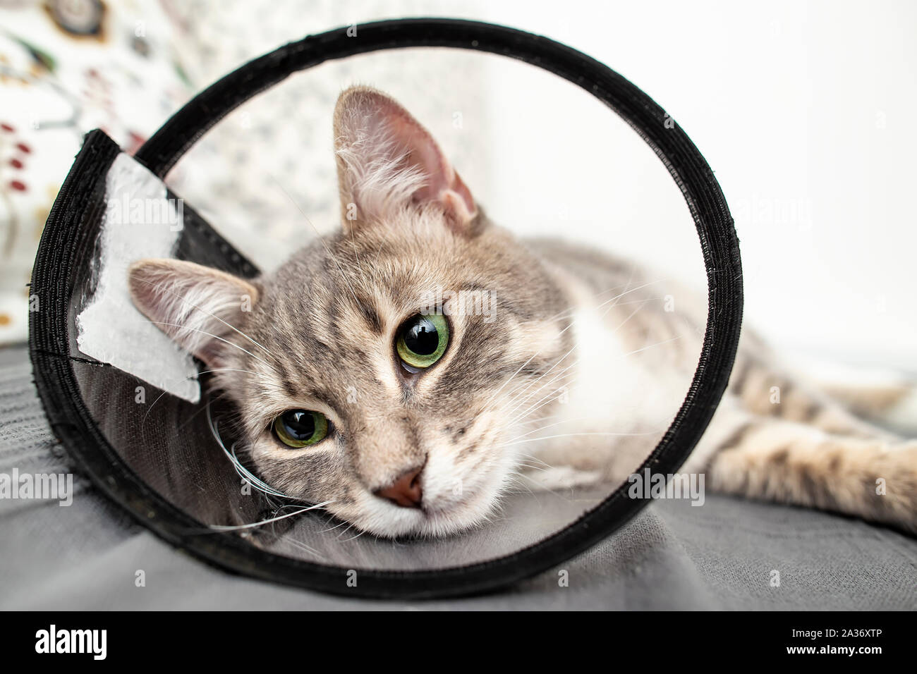 cat operation collar