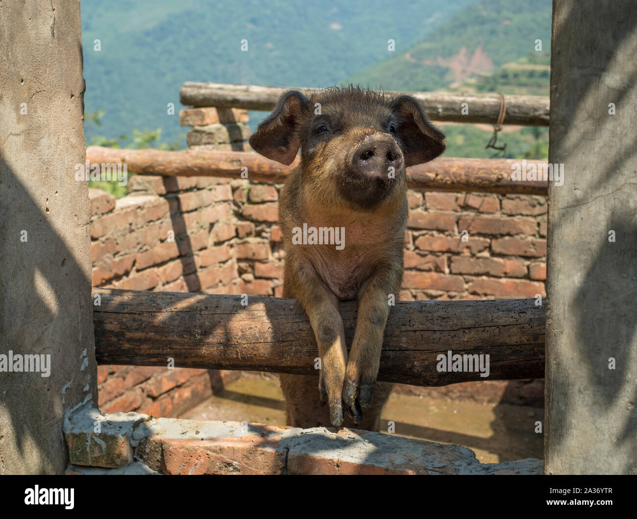 A domestic pig in a village in Jianshui County, Yunnan, China. Stock Photo