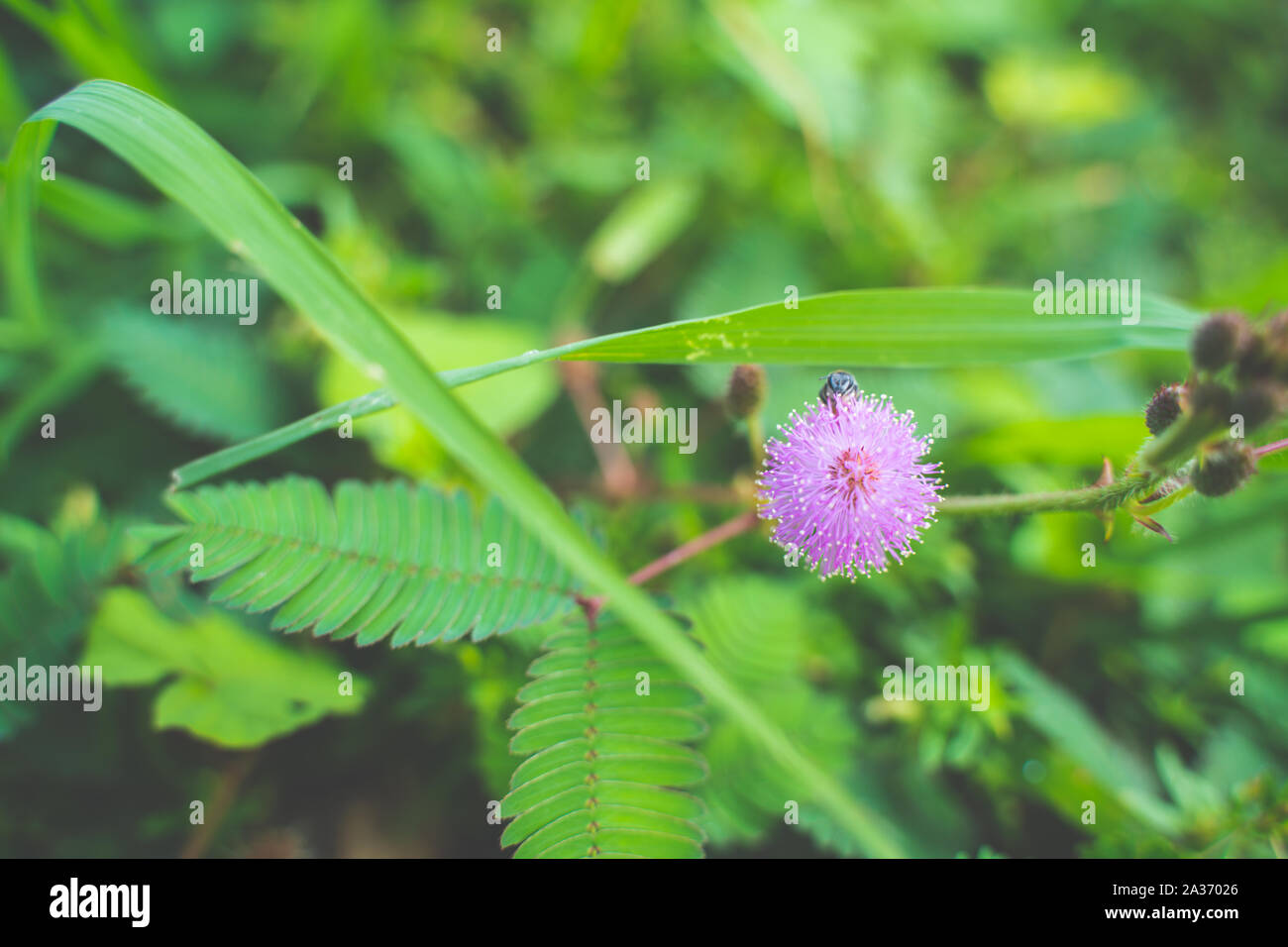 The Closeup to Sensitive Plant Flower, Mimosa Pudica. Stock Photo