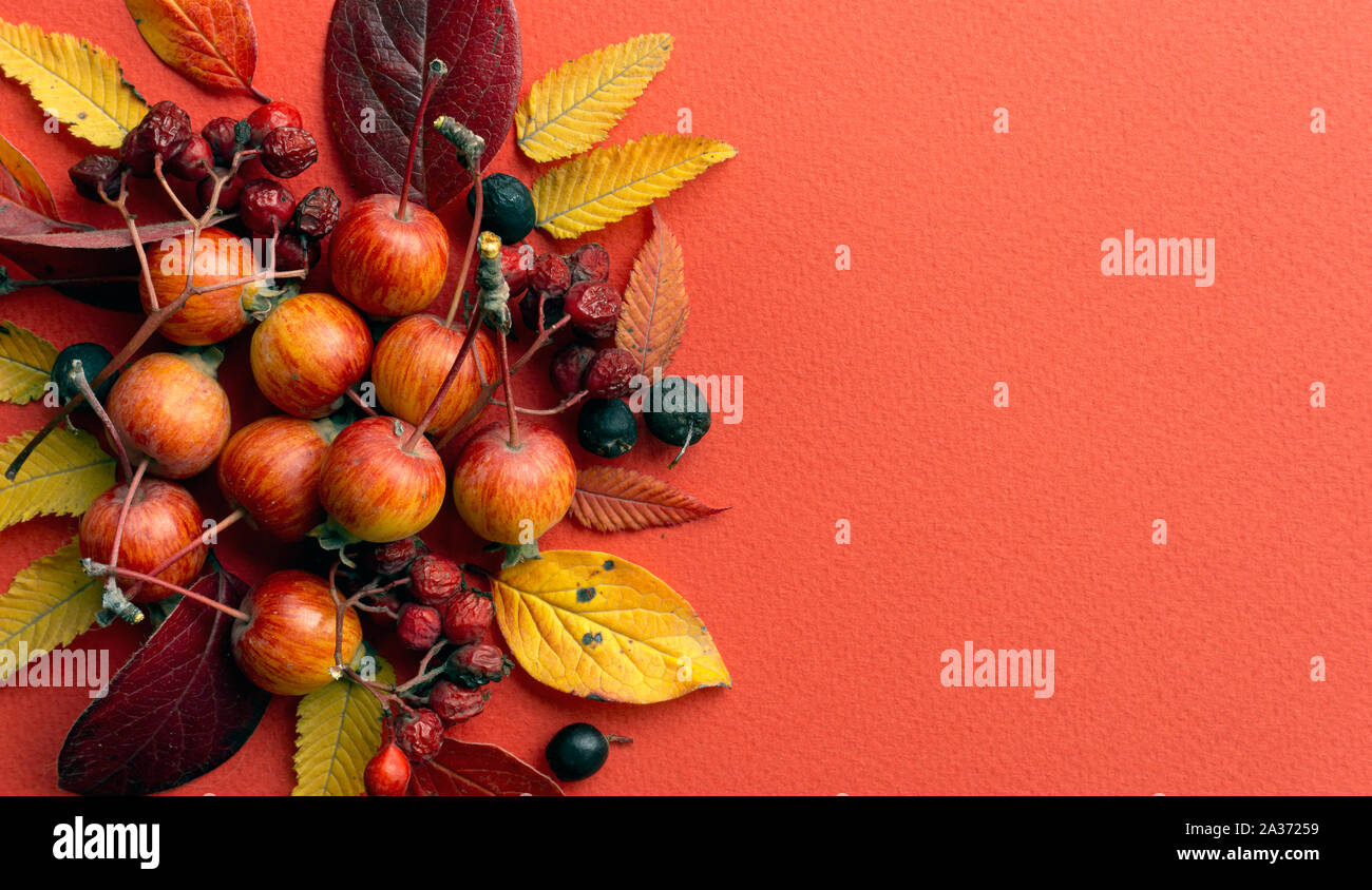 Fall background. Fall leaves on a red background Stock Photo - Alamy