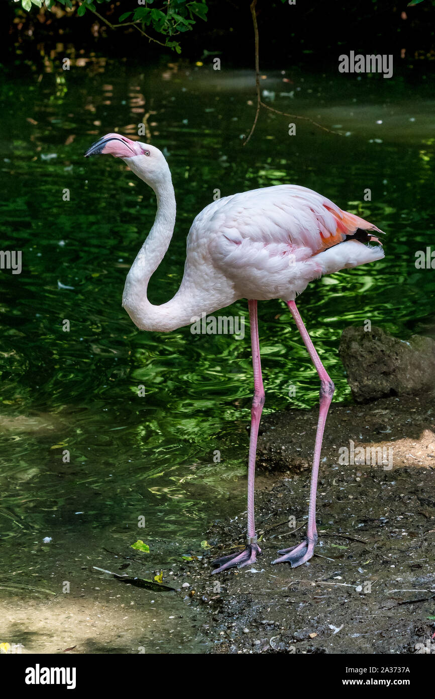 The American flamingo, Phoenicopterus ruber is a large species of