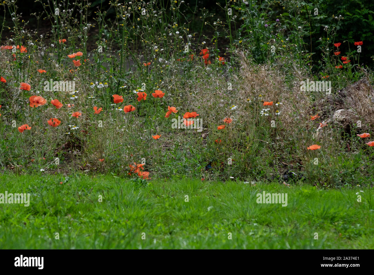 Poppies in bloom Stock Photo