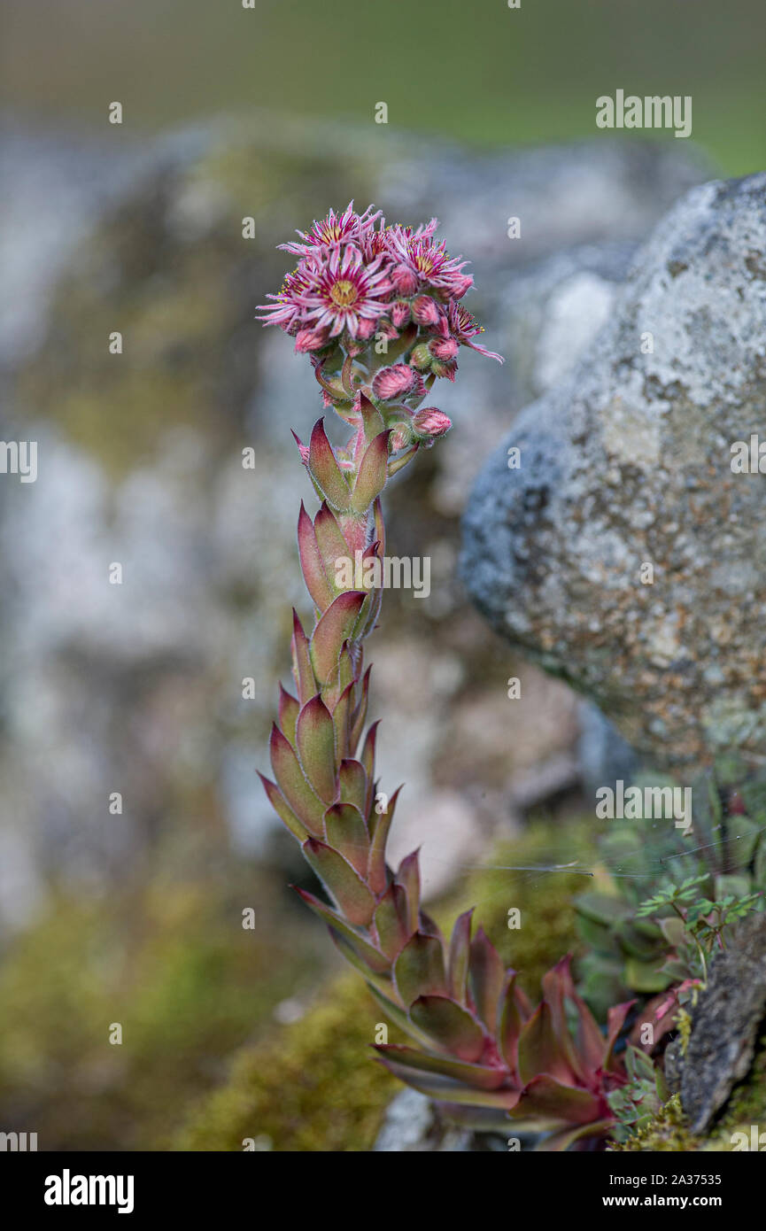 Houseleek (Sempervivum tectorum) growing in a stone wall in a garden in Dumfries and Galloway, SW Scotland Stock Photo
