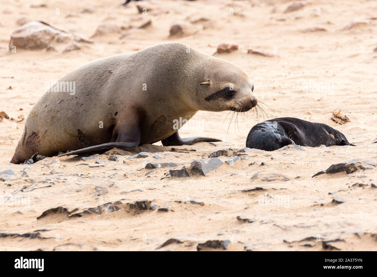 South African Fur Seal female with her baby at Cape Cross Seal Reserve, Namibia, Africa Stock Photo