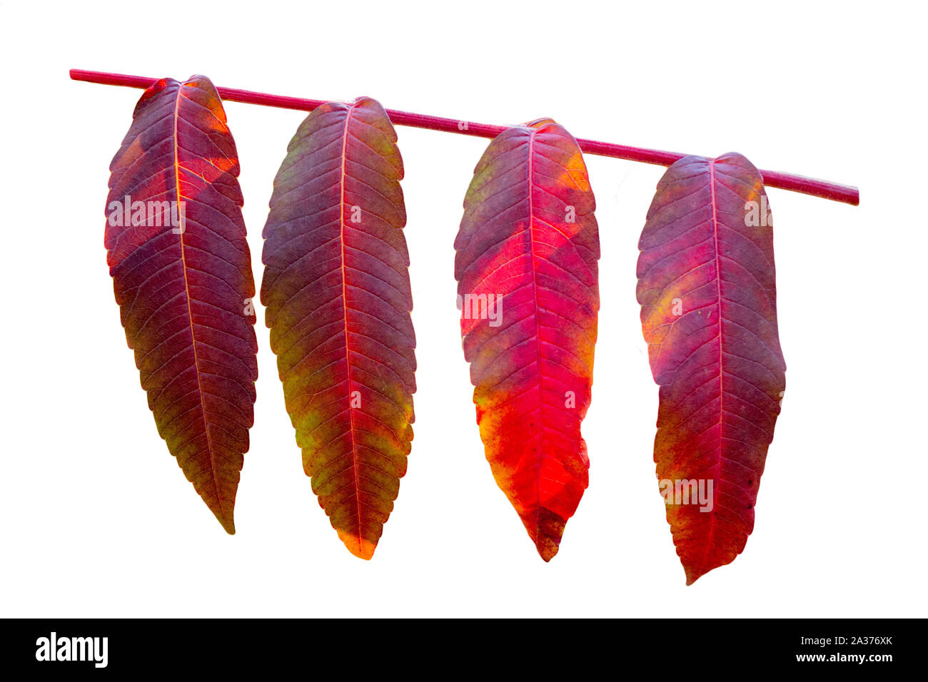 Yellow and red leaves on tree branch on isolated white background. Autumn seasonal scene Stock Photo