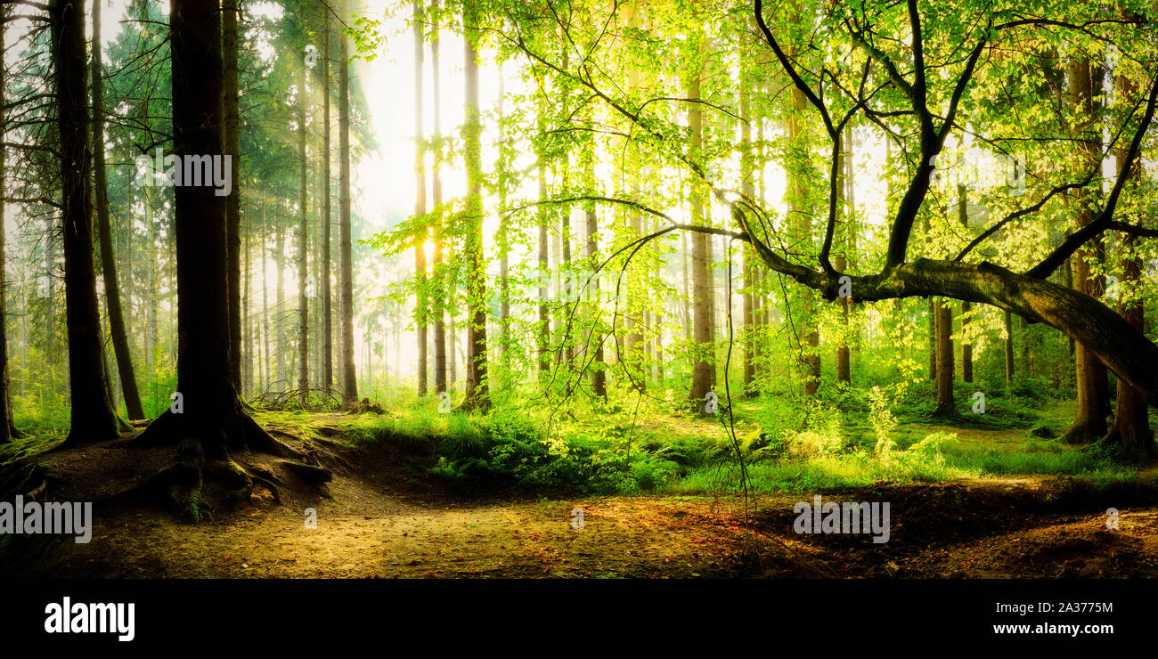 Sonnenaufgang im Wald an einem verträumten Morgen im Herbst Stock Photo