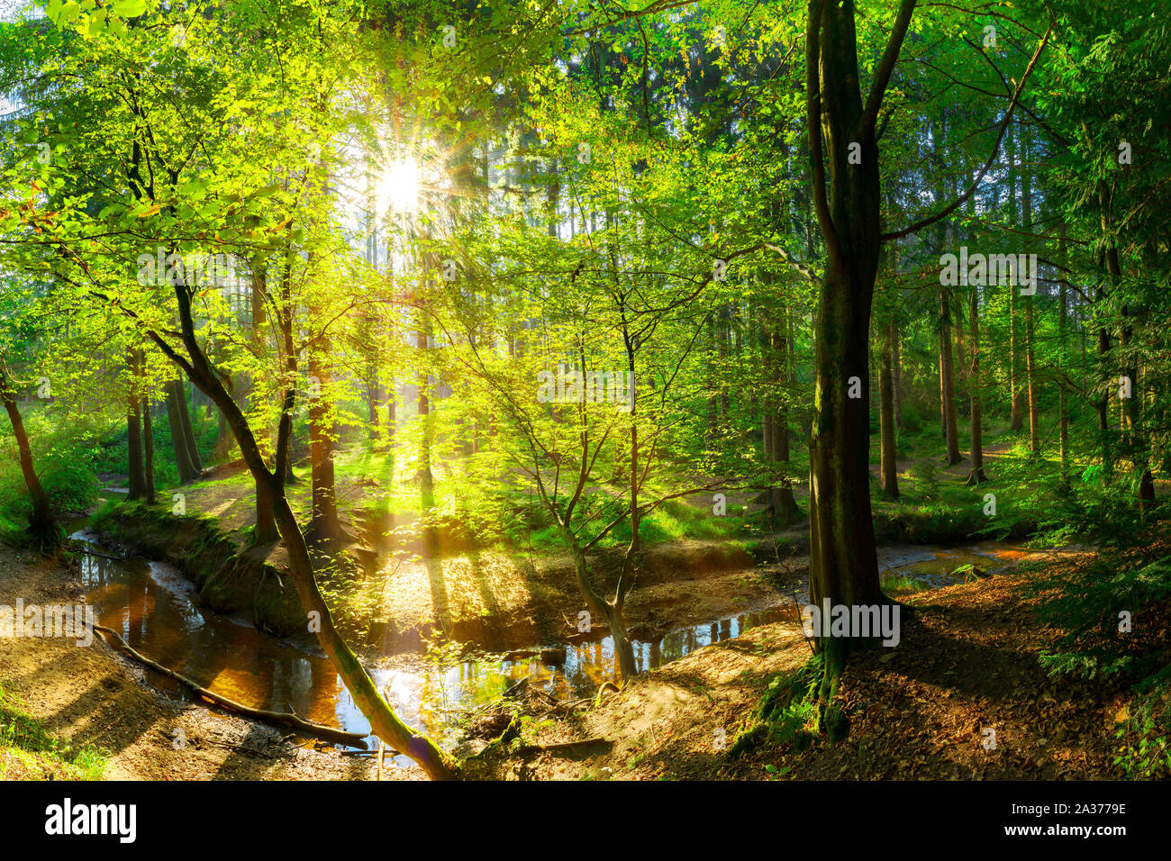 Wald Landschaft im Herbst mit Bach und Sonne Stock Photo