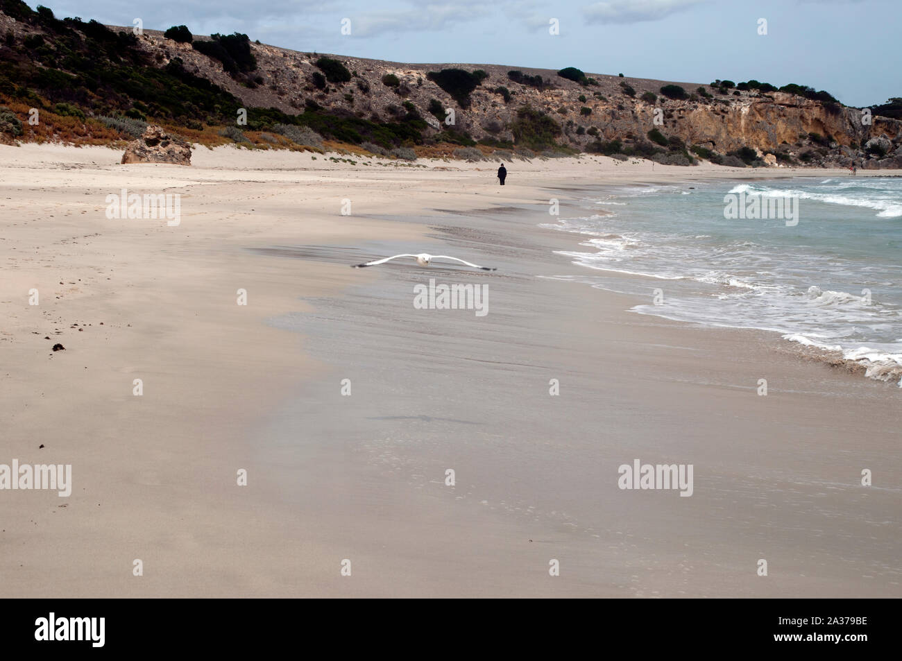 Kangaroo Island Australia, seagull flying along beach at Stokes Bay Stock Photo