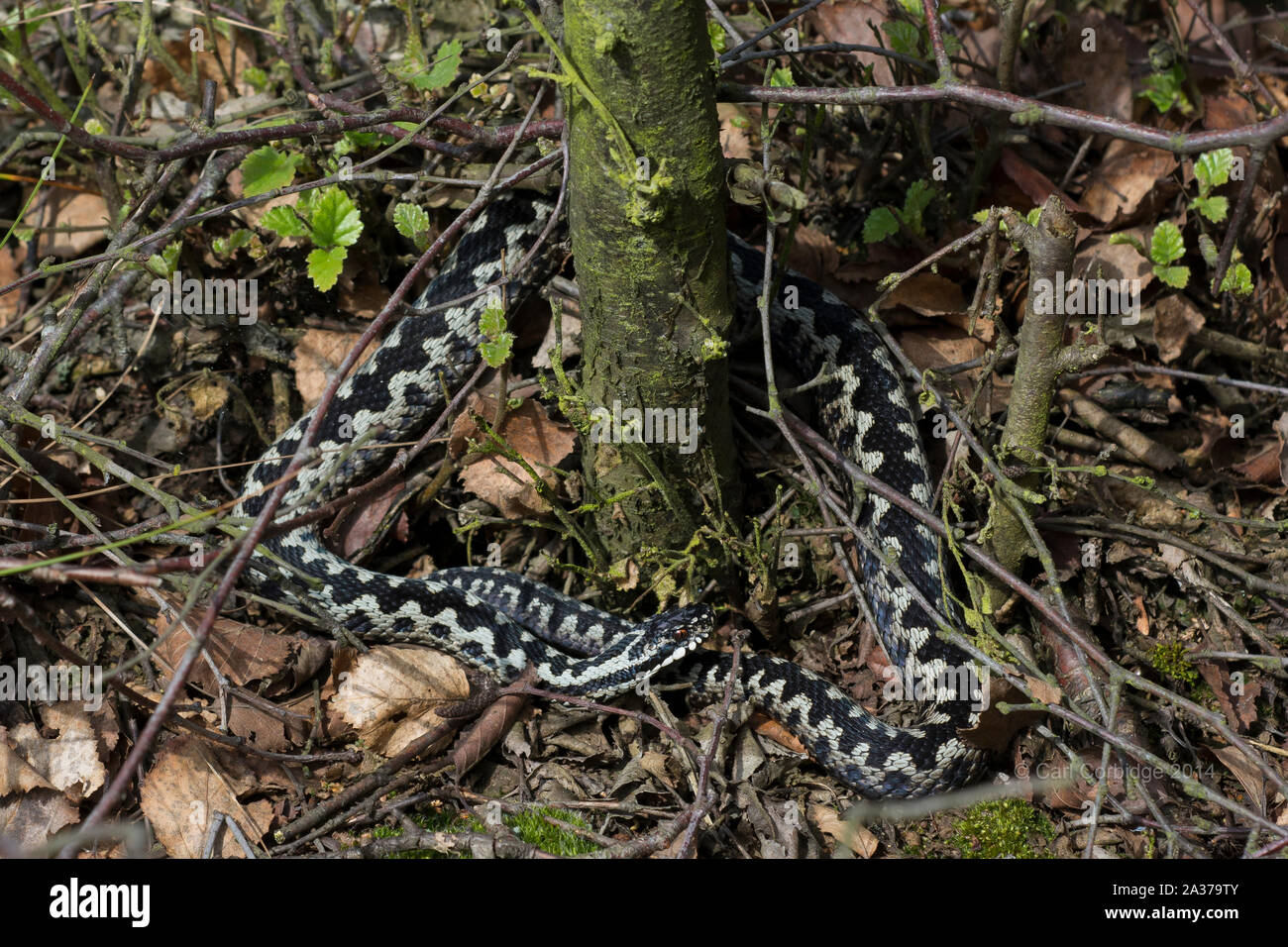 Male Adder (Vipera berus) curled up basking in heather and wrapped around a silver birch tree, on the Northern Pennines. Stock Photo