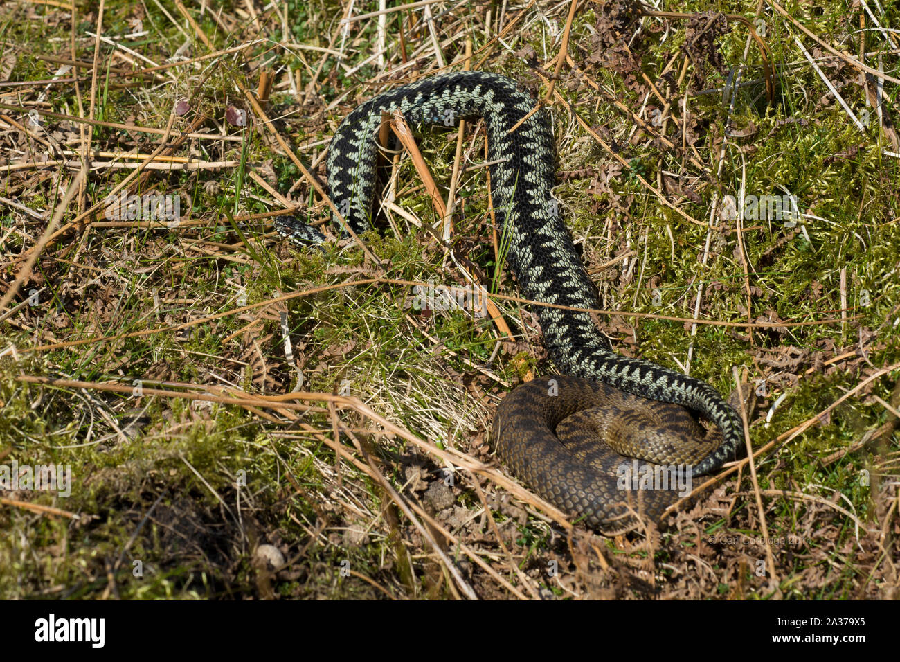 Male and Female Northern Adder (Vipera berus) in courtship behaviour in the Northern Pennine Mountains of England. Stock Photo