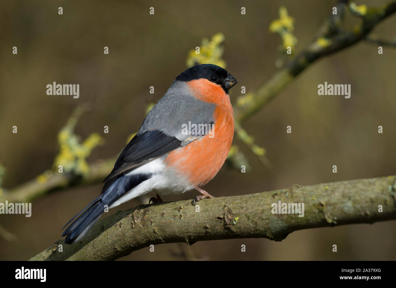 Close up photo of male bullfinch hires stock photography and images