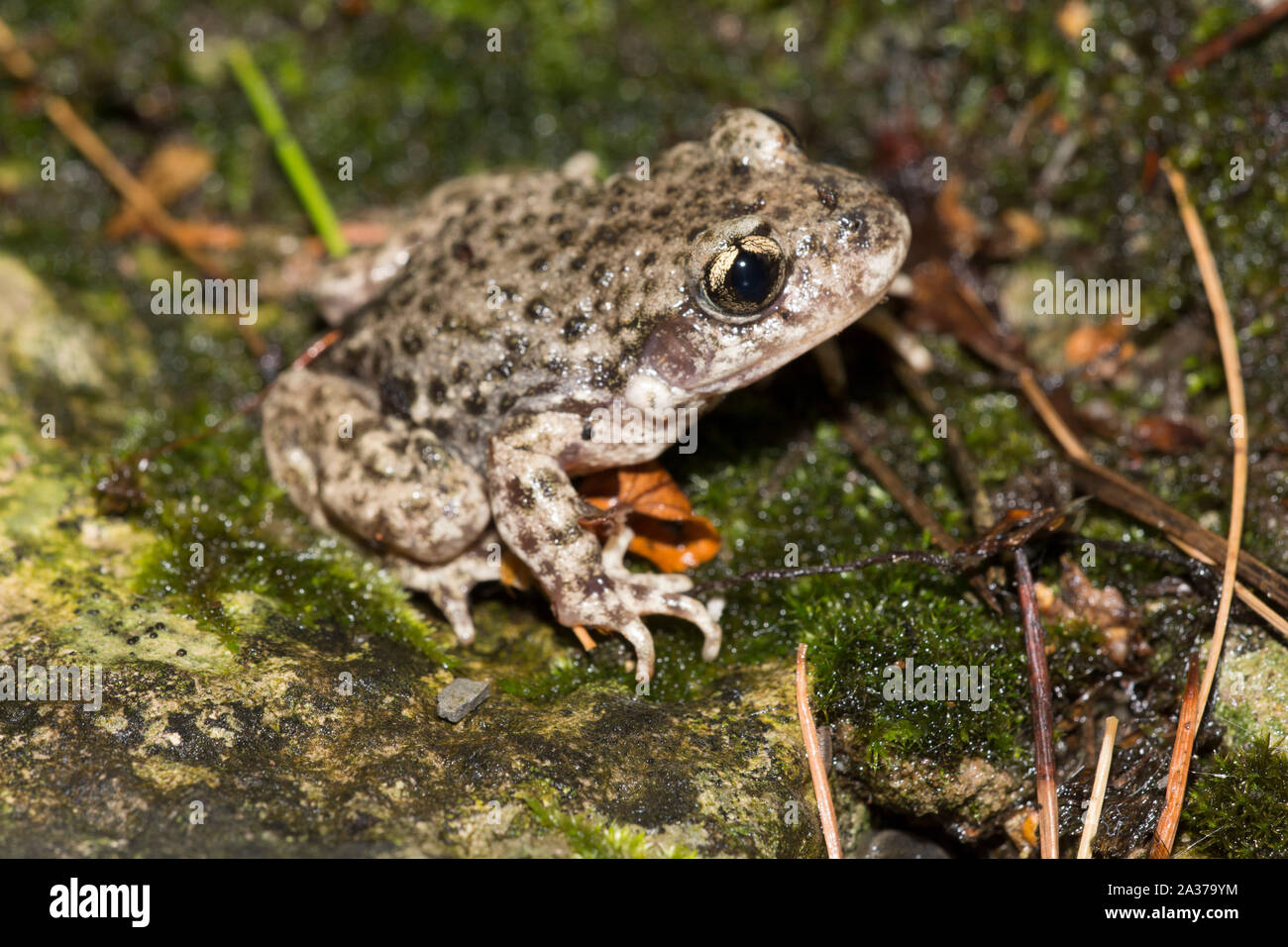 Male Common Midwife Toad (Alytes obstetricans) carrying its eggs in South Yorkshire England. Stock Photo