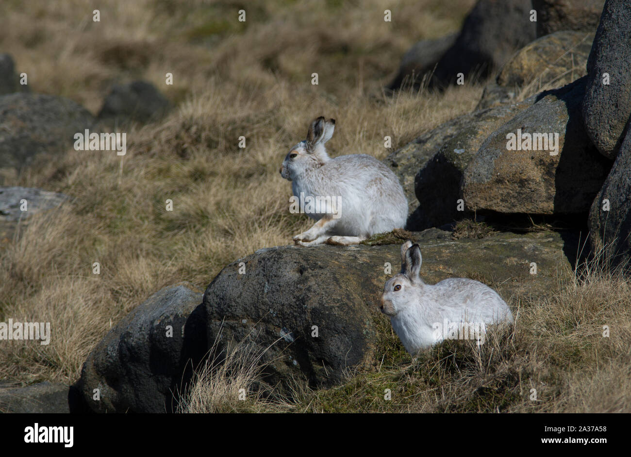 Mountain Hare (Lepus timidus) in their white winter coat in winter with a moorland backdrop on the upland moors of the Peak District Derbyshire. Stock Photo