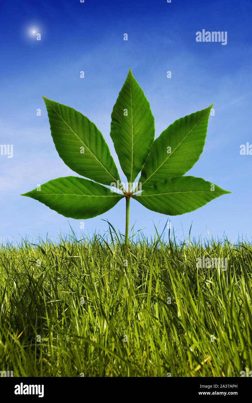 field of grass over a blue clear sky with an oversized chestnut leaf ...