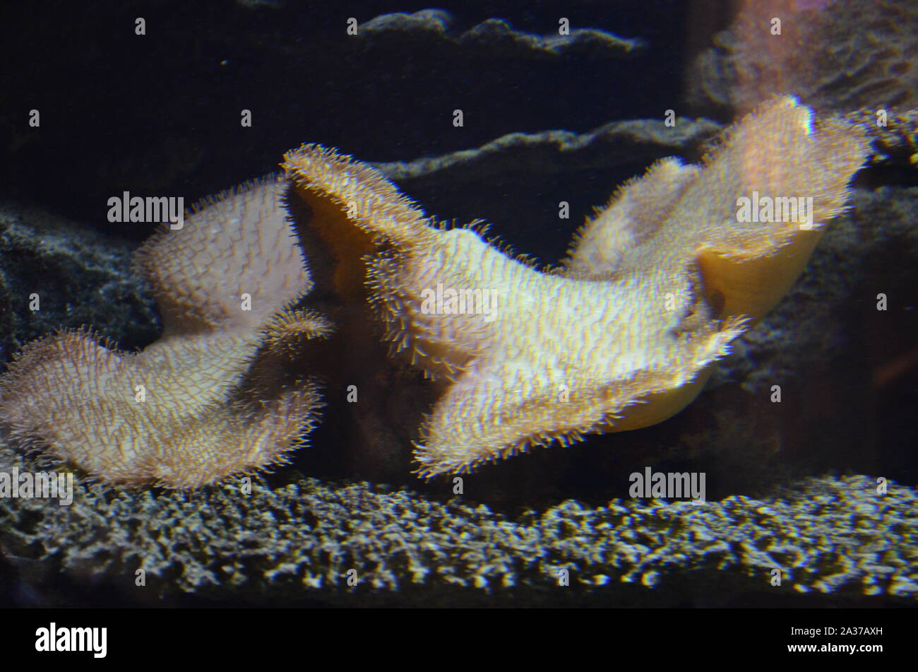 Coral in the Berlin Aquarium, Germany Stock Photo