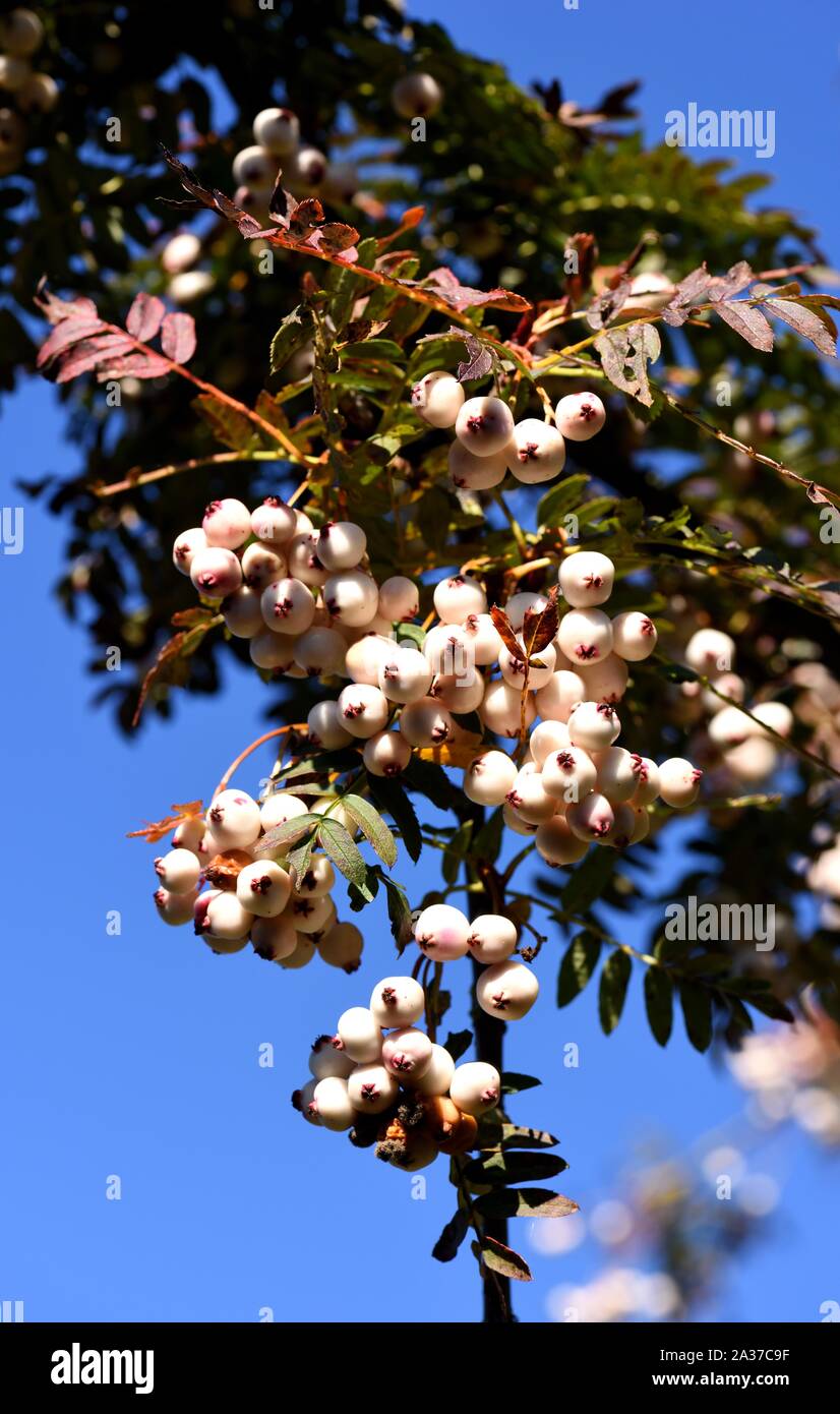 Bunches of white Rowan berries. Stock Photo