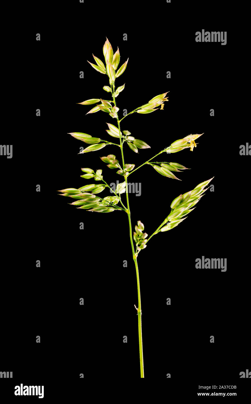 Lateral studio closeup of a single panicle of Kentucky bluegrass (Latin: Poa pratensis) in front of black background. Stock Photo