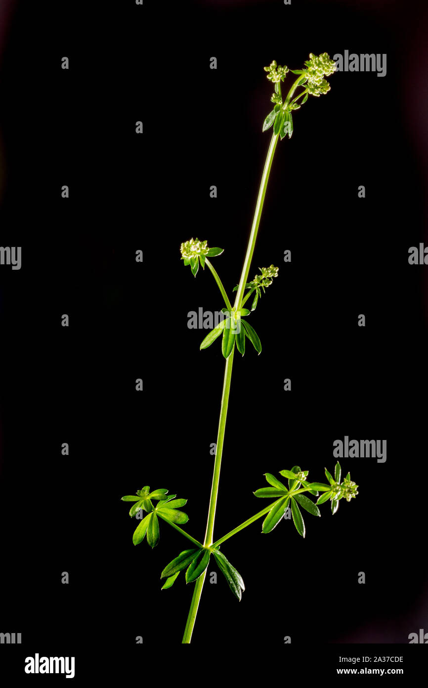 Lateral Studio Close-up of a Stem of the Real bedstraw (Latin: Galium verum) in front of black background. Stock Photo