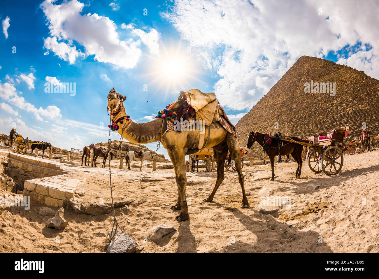 Tethered camel in front of the pyramid of Cheops in Egypt, horses and carriages in the background Stock Photo